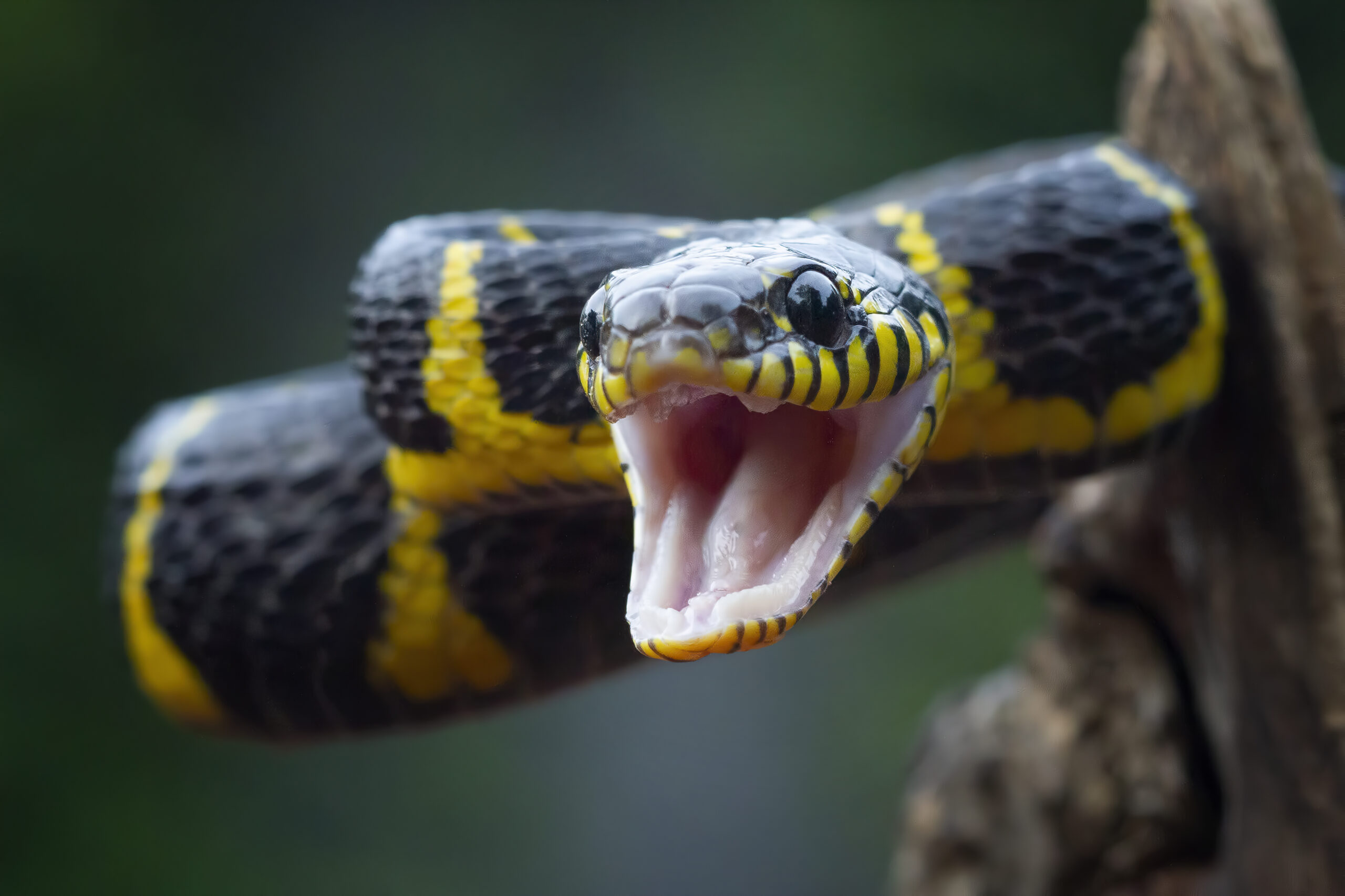 boiga-snake-ready-attack-boiga-dendrophila-animal-closeup